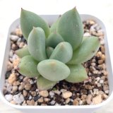 画像: ●多肉植物 エケベリア リップスティック×エボニー 2.5寸苗