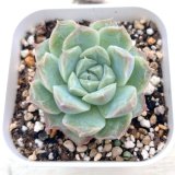 画像: ●多肉植物 エケベリア ピーチフレグランス 2.5寸苗