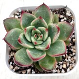 画像: ●多肉植物 エケベリア モナ 2.5寸苗