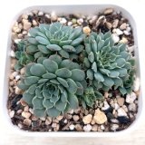 画像: ●多肉植物 エケベリア スモールレッドデージー 2.5寸苗