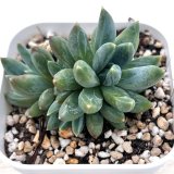 画像: ●多肉植物 エケベリア カラフルスター 2.5寸苗