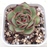 画像: ●多肉植物 エケベリア モンブラン 2.5寸苗