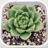画像: ●多肉植物 エケベリア スプリングスプリング 2.5寸苗