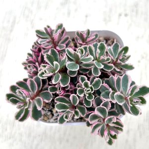 画像: 多肉植物 セダム コーカサスキリンソウ トリカラー 2.5寸苗