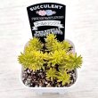 画像2: 多肉植物 ペトロセダム ゴールドアンジェ 2.5寸苗