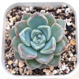 画像: ●多肉植物 エケベリア ピンクスポット 2.5寸苗