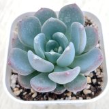 画像: ●多肉植物 エケベリア アガット 2.5寸苗