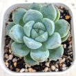 画像1: ●多肉植物 エケベリア スイートスプリング 2.5寸苗