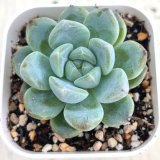 画像: ●多肉植物 エケベリア スイートスプリング 2.5寸苗