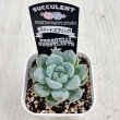 画像2: ●多肉植物 エケベリア スイートスプリング 2.5寸苗
