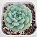 画像: ●多肉植物 エケベリア ハニ 2.5寸苗