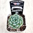 画像2: ●多肉植物 エケベリア ハニ 2.5寸苗