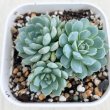 画像1: ●多肉植物 エケベリア ボールオブファット 2.5寸苗
