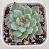 画像: ●多肉植物 エケベリア ロックシュガークリスタル 2.5寸苗