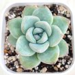 画像1: ●多肉植物 エケベリア シュークリーム（クリームパフ) 2.5寸苗