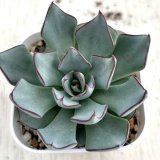 画像: ●多肉植物 エケベリア ストリクチフローラ ノヴァ 2.5寸苗