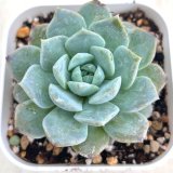 画像: ●多肉植物 エケベリア フェイバー 2.5寸苗