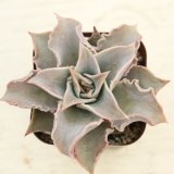画像: ●多肉植物 エケベリア マディバ 2.5寸苗