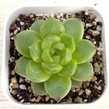 画像: ●多肉植物 エケベリア グリーンダイアモンドジェニー 2.5寸苗