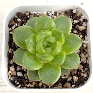 画像: ●多肉植物 エケベリア グリーンダイアモンドジェニー 2.5寸苗