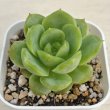 画像1: ●多肉植物 エケベリア ベビーグリーン 2.5寸苗