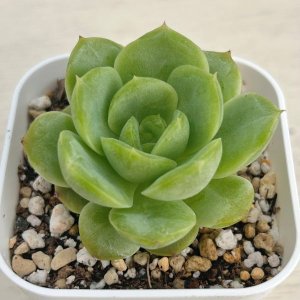 画像: ●多肉植物 エケベリア ベビーグリーン 2.5寸苗