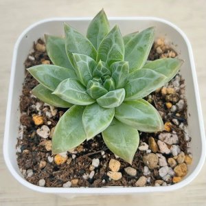 画像: ●多肉植物 エケベリア 重楼 2.5寸苗