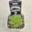 画像2: ●多肉植物 エケベリア グリーンダイアモンドジェニー 2.5寸苗