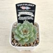 画像2: ●多肉植物 エケベリア ピンクアイスソウル 2.5寸苗