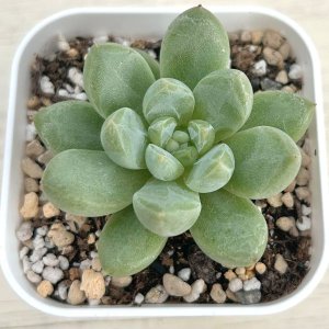 画像: ●多肉植物 エケベリア プラットフォームジェニー 2.5寸苗