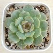 画像1: ●多肉植物 エケベリア ピンクアイスソウル 2.5寸苗