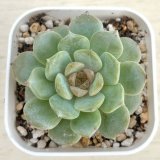 画像: ●多肉植物 エケベリア ピンクアイスソウル 2.5寸苗