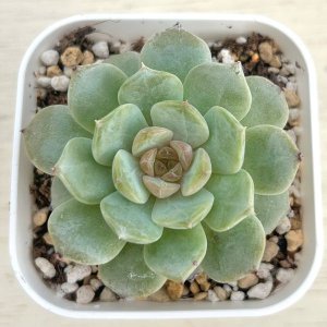 画像: ●多肉植物 エケベリア ピンクアイスソウル 2.5寸苗