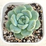 画像: ●多肉植物 エケベリア ブライトムーンスター 2.5寸苗
