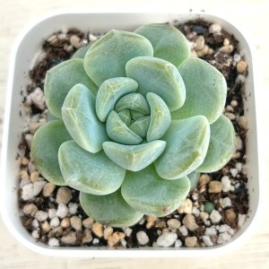 画像: ●多肉植物 エケベリア ブライトムーンスター 2.5寸苗