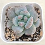 画像: ●多肉植物 エケベリア ミルクキャップ 2.5寸苗