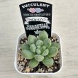 画像2: ●多肉植物 エケベリア プラットフォームジェニー 2.5寸苗