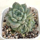 画像: ●多肉植物 エケベリア アイスルビー 2.5寸苗