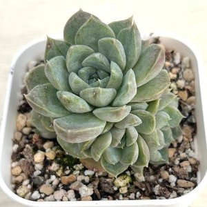 画像: ●多肉植物 エケベリア アイスルビー 2.5寸苗