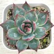 画像1: ●多肉植物 エケベリア アガボイデス カシオ 2.5寸苗