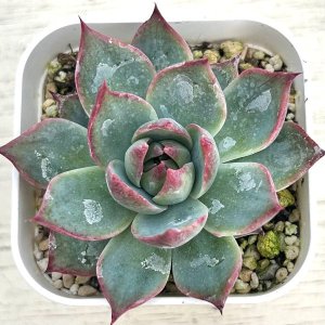 画像: ●多肉植物 エケベリア アガボイデス カシオ 2.5寸苗