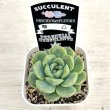 画像2: ●多肉植物 エケベリア 琴心 2.5寸苗