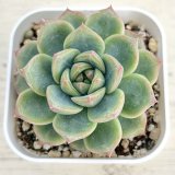 画像: ●多肉植物 エケベリア グリーンハート 2.5寸苗