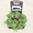 画像2: 多肉植物 セダム ピンキー 2.5寸苗