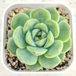画像1: ●多肉植物 エケベリア 琴心 2.5寸苗