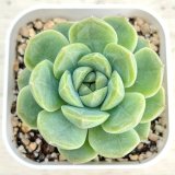 画像: ●多肉植物 エケベリア 琴心 2.5寸苗
