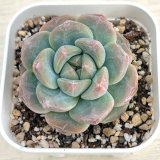 画像: ●多肉植物 エケベリア ストロベリーバブル 2.5寸苗