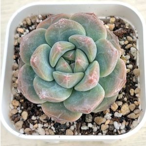 ○多肉植物 エケベリア ブルーベリーバブル 2.5寸苗 C4178