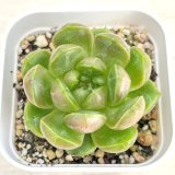 画像: ●多肉植物 エケベリア ブルーウォーターゴースト 2.5寸苗