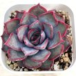 画像1: ●多肉植物 エケベリア ダークアイス 2.5寸苗